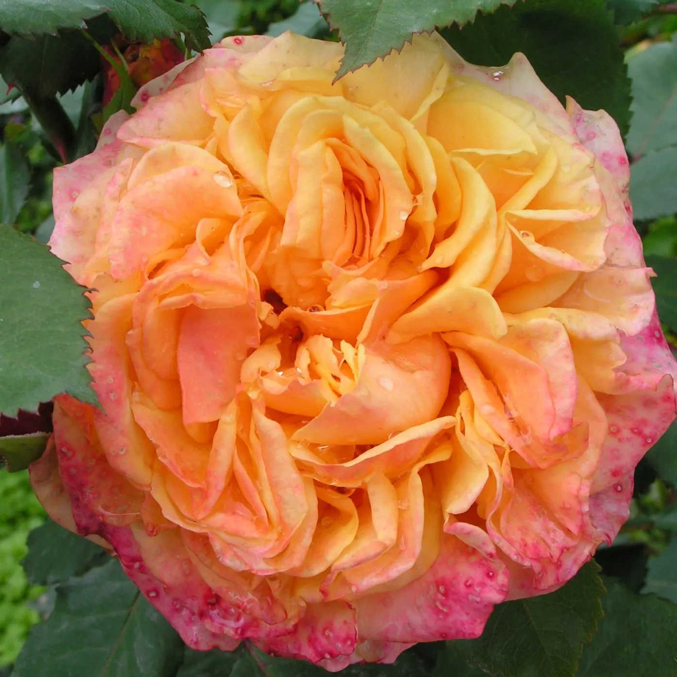 Роза шраб Ла Вилла Котта v5 Dem 