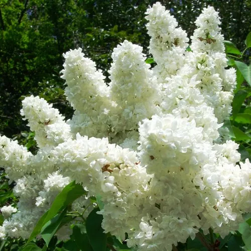 Сирень обыкновенная Мадам Лемуан C3, BL 