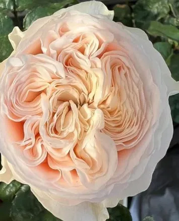 Роза чайно гибридная Парадиз Бич в коробке Биосфера 