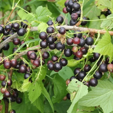 Литвиновская Смородина