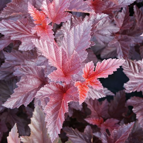 Пузыреплодник калинолистный Andre C2 40-60 UL 2017 