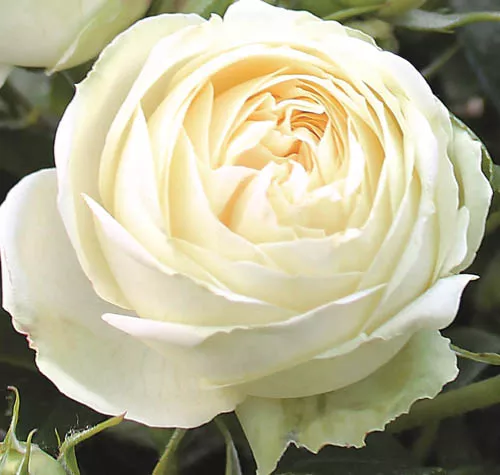 Роза чайно-гибридная Веддинг Пиано v5 Lav 