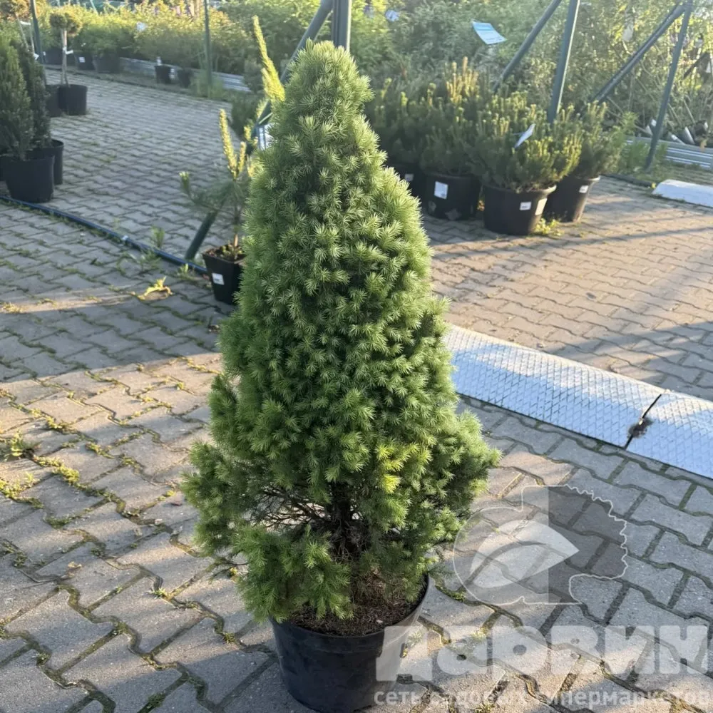 Ель канадская Дейзи Вайт v15 80-100 Bor 