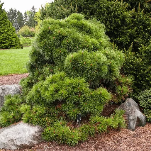 Сосна черная Хельга v5 20-30 Lav 