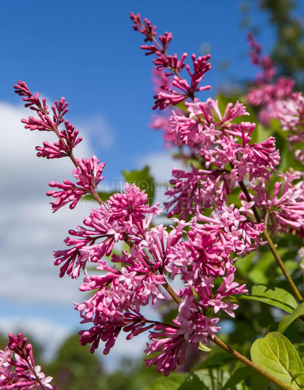 Сирень престон Элинор v3 30-40 Sav 