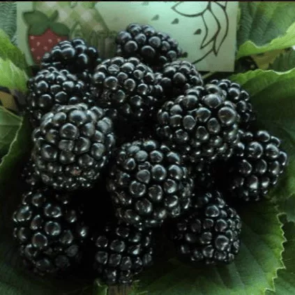 Осейж Ежевика