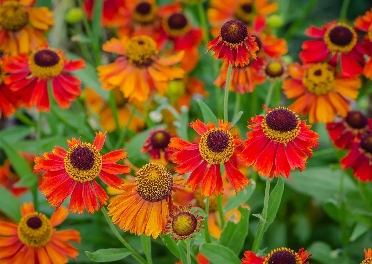 Гелениум v1,5 Push 