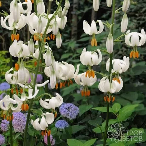 Луковица НВМ Лилия Кудреватая  Сноу Морнинг 12/14 1 шт 