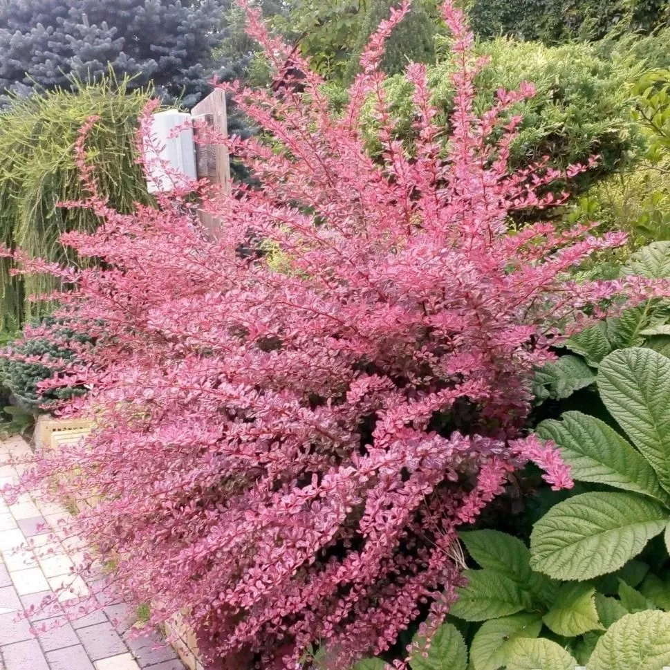 Барбарис тунберга Фламинго v2 Lav 