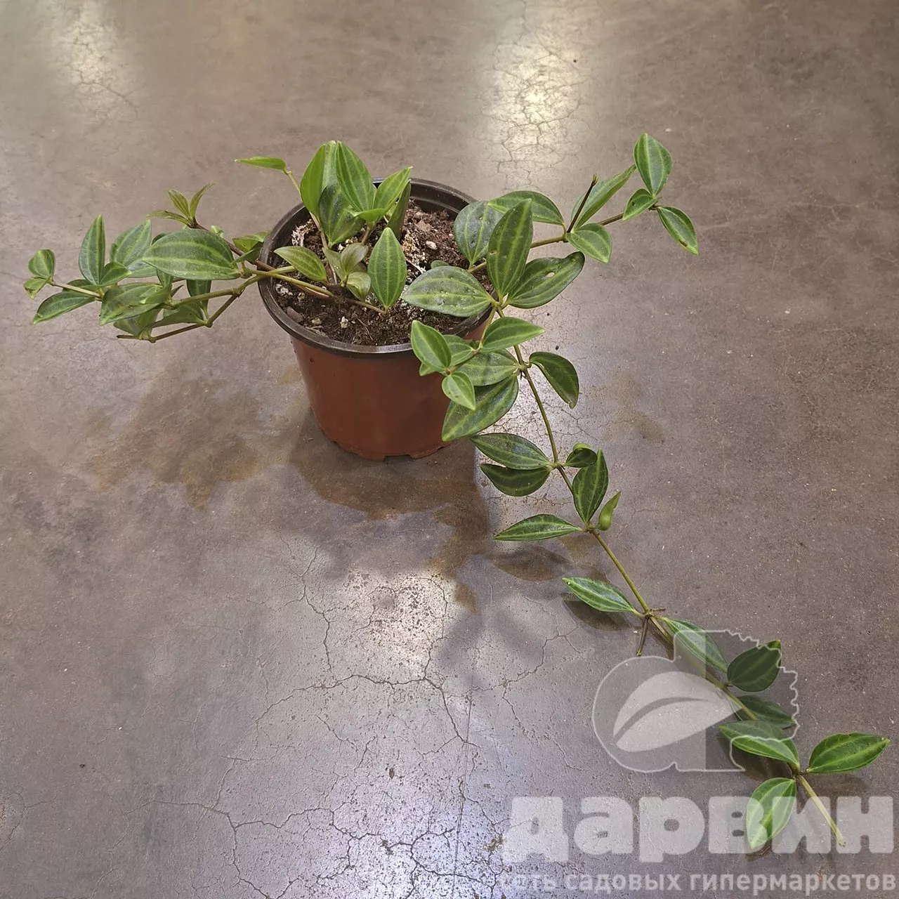 Пеперомия Ангулата d10 Tim 