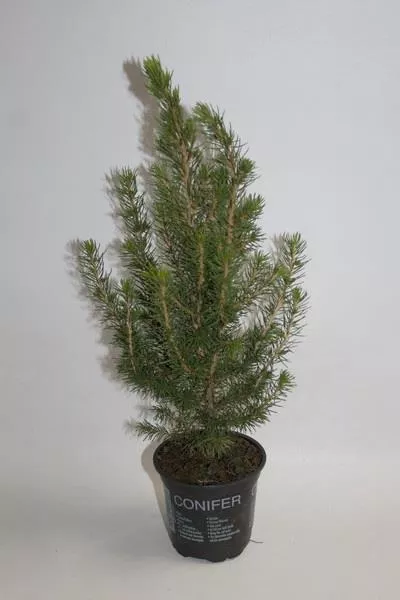 Ель Коника новогодняя d9 h25 по цене 