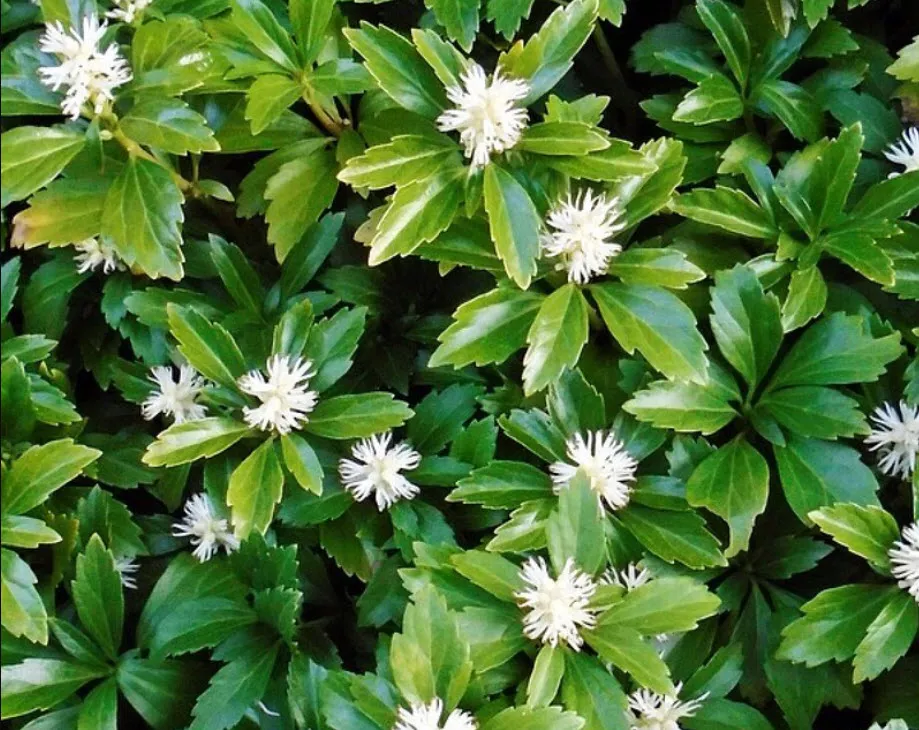 Пахизандра p9 Push 