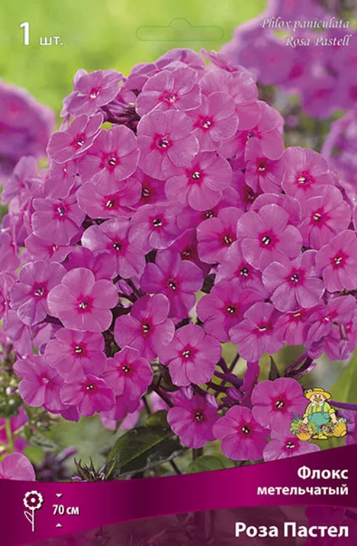 Корневище Флокс метельчатый Роза Пастел 1шт. Поиск 