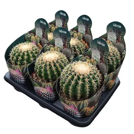 Эхинокактус Грузони Бревиспинус d14 h15 