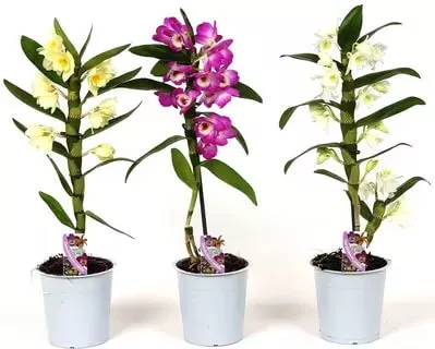 Дендробиум Нобиле 1ст d12 h40 