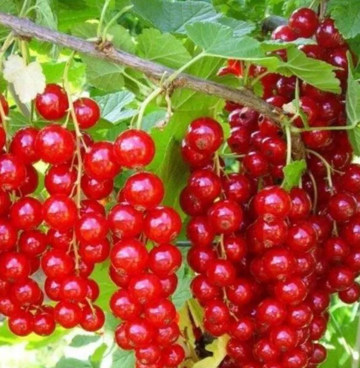 Смородина красная Красная Андрейченко С5 30-50 ЦО 