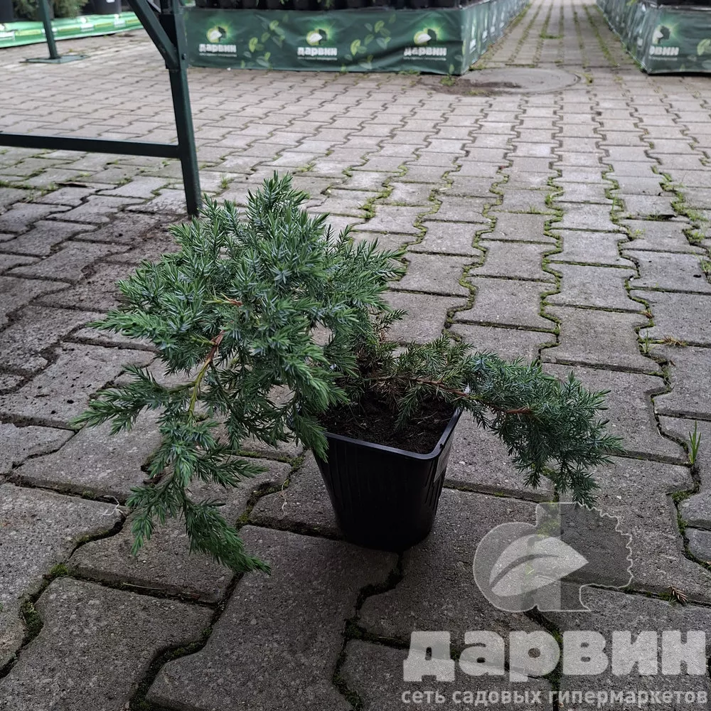 Можжевельник чешуйчатый Ханненторп v2 Lav 