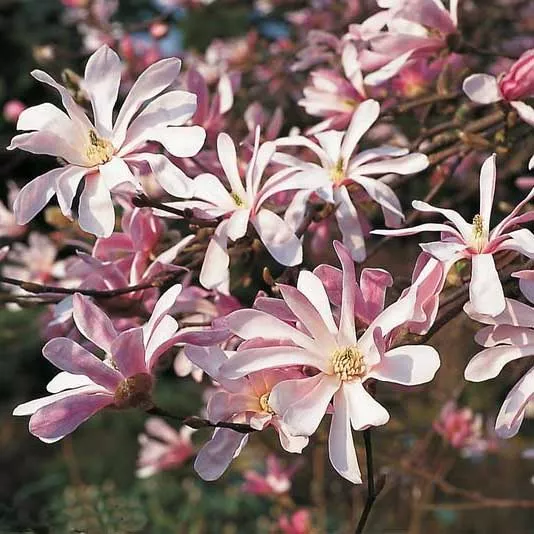 Магнолия Леонард Мессел v2 Lav 