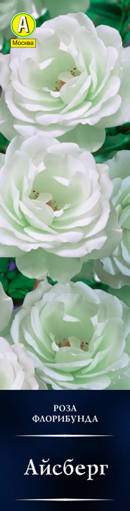 Роза флорибунда Айсберг в коробке Аэлита 