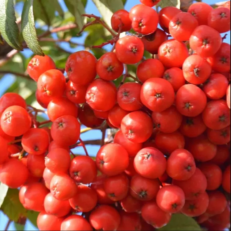 Рябина Невеженская v5 60-80 Tim 