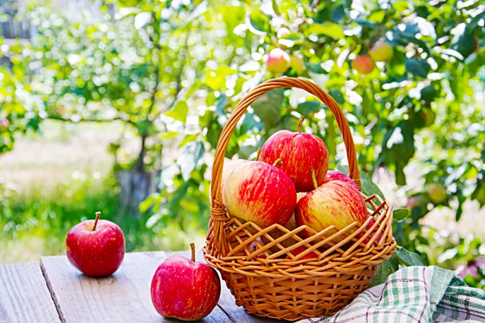 Плодовый сад. Можно ли сажать летом?