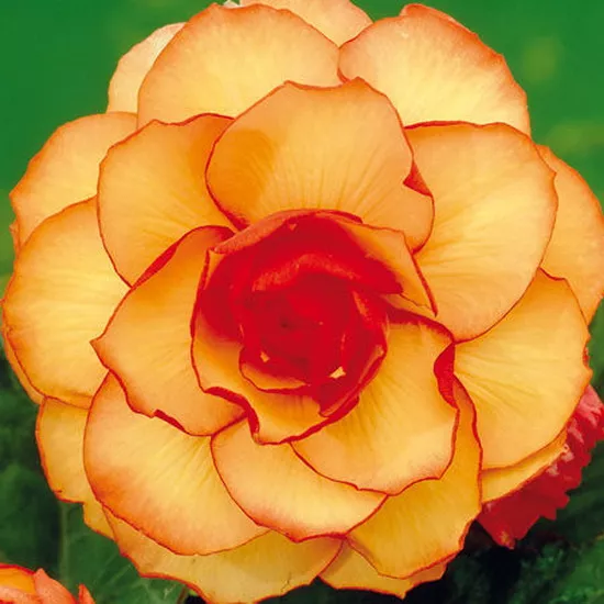 Клубень НВМ Бегония Пикоти Йеллоу/Рэд 5/6 2шт 