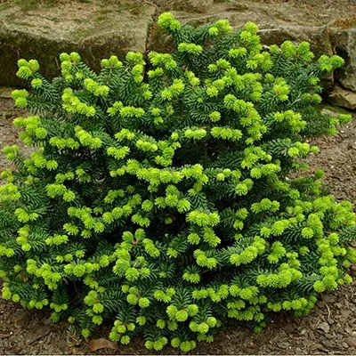 Растение пихта бальзамическая Пикколо C5-10 15-20 cm Tim-Sh-Mt 