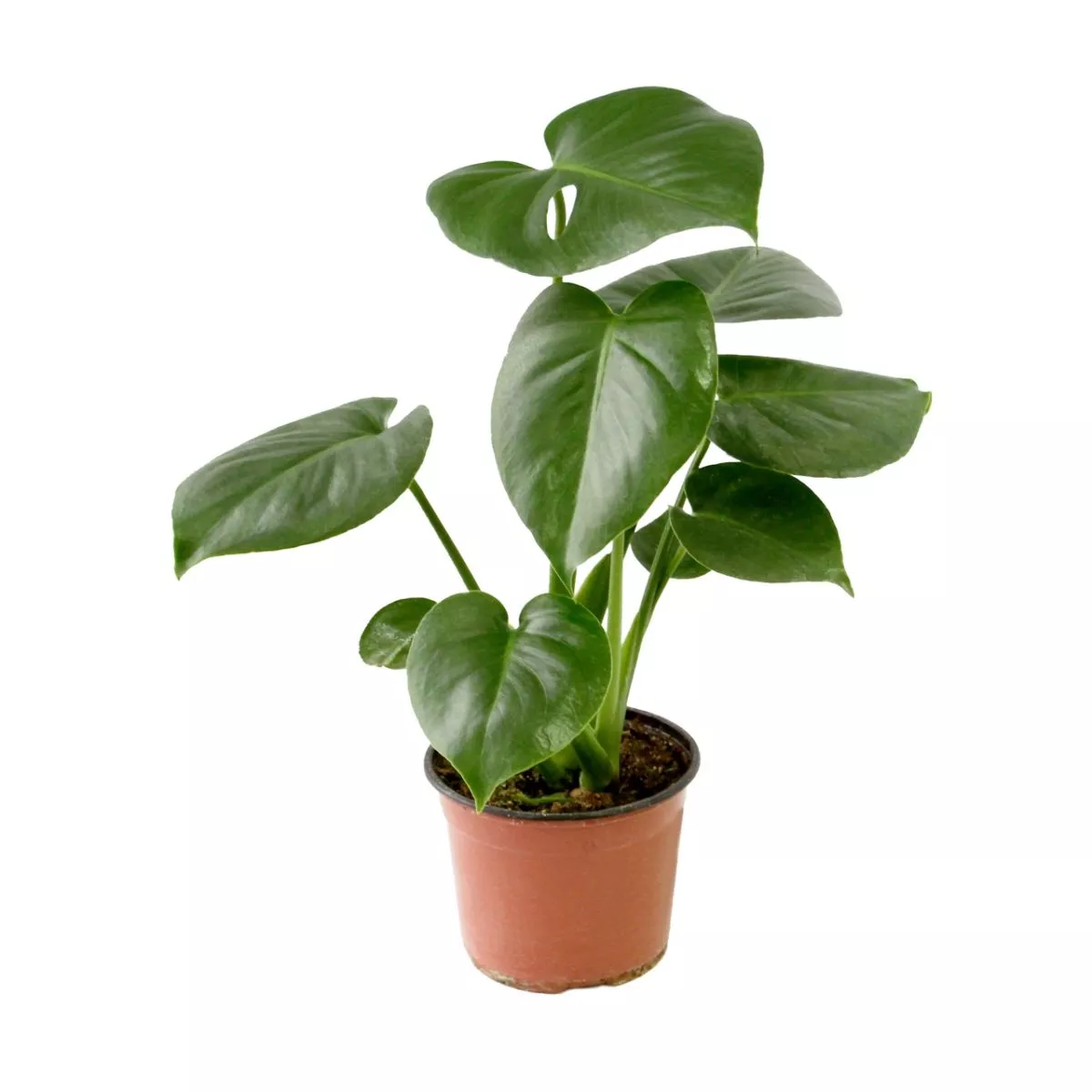 Монстера d6 h20 