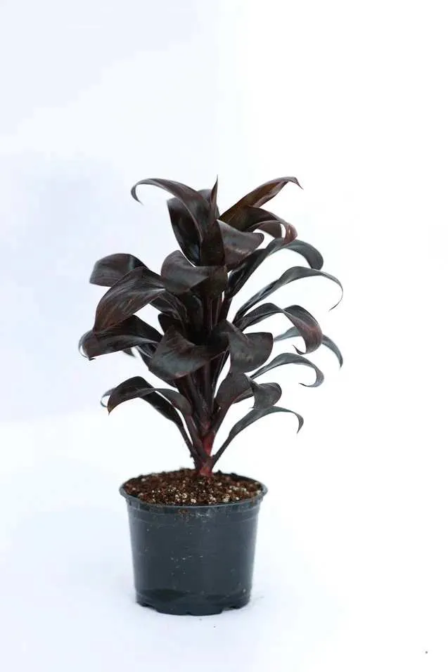 Кордилина d10 ЯР 