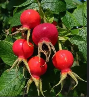 Шиповник Витаминный С2 15-35 ЦО 