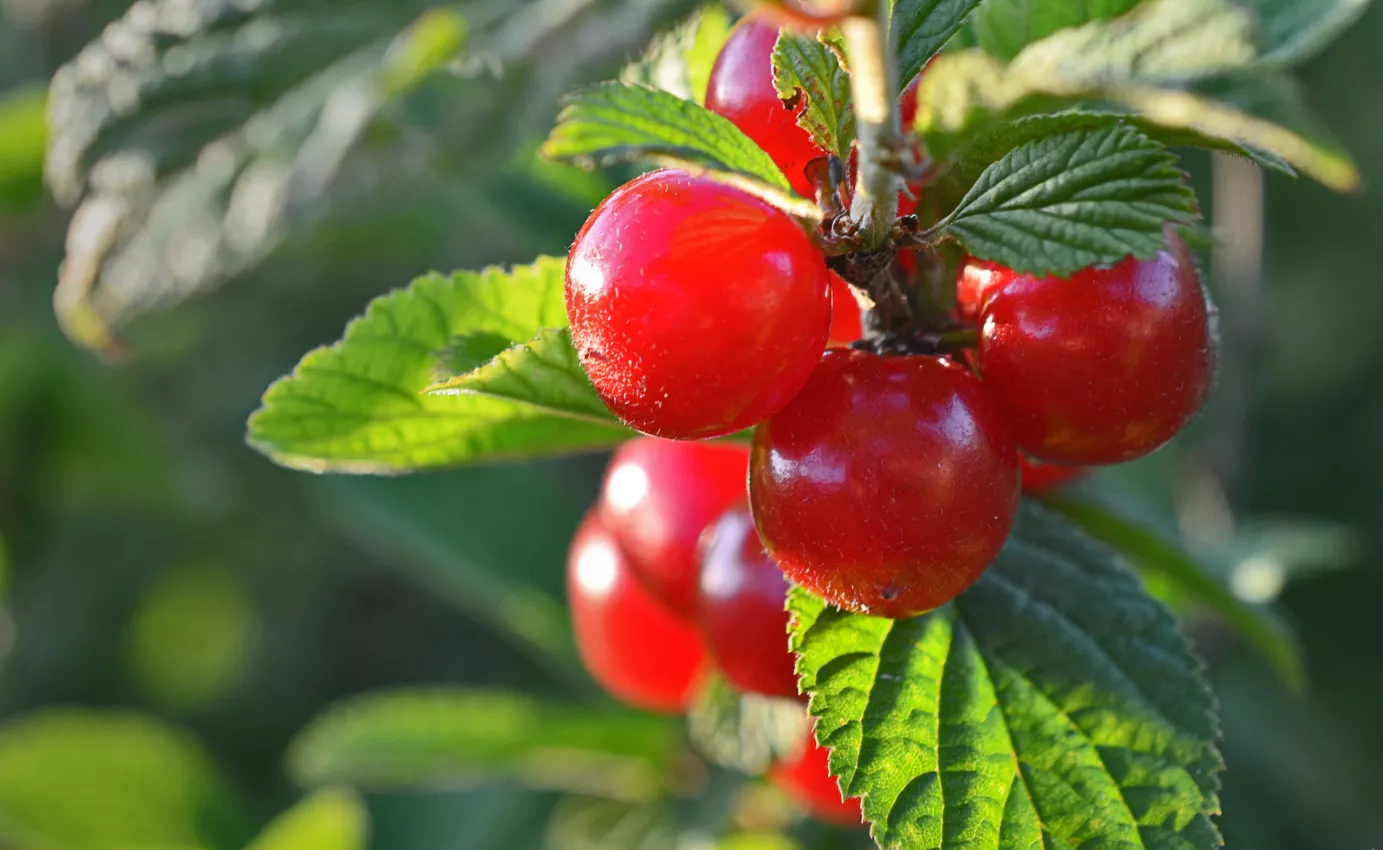 Вишня войлочная штамбовая форма с10 ЦО 