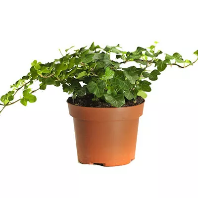 Хедера Хеликс d8,5 h8 