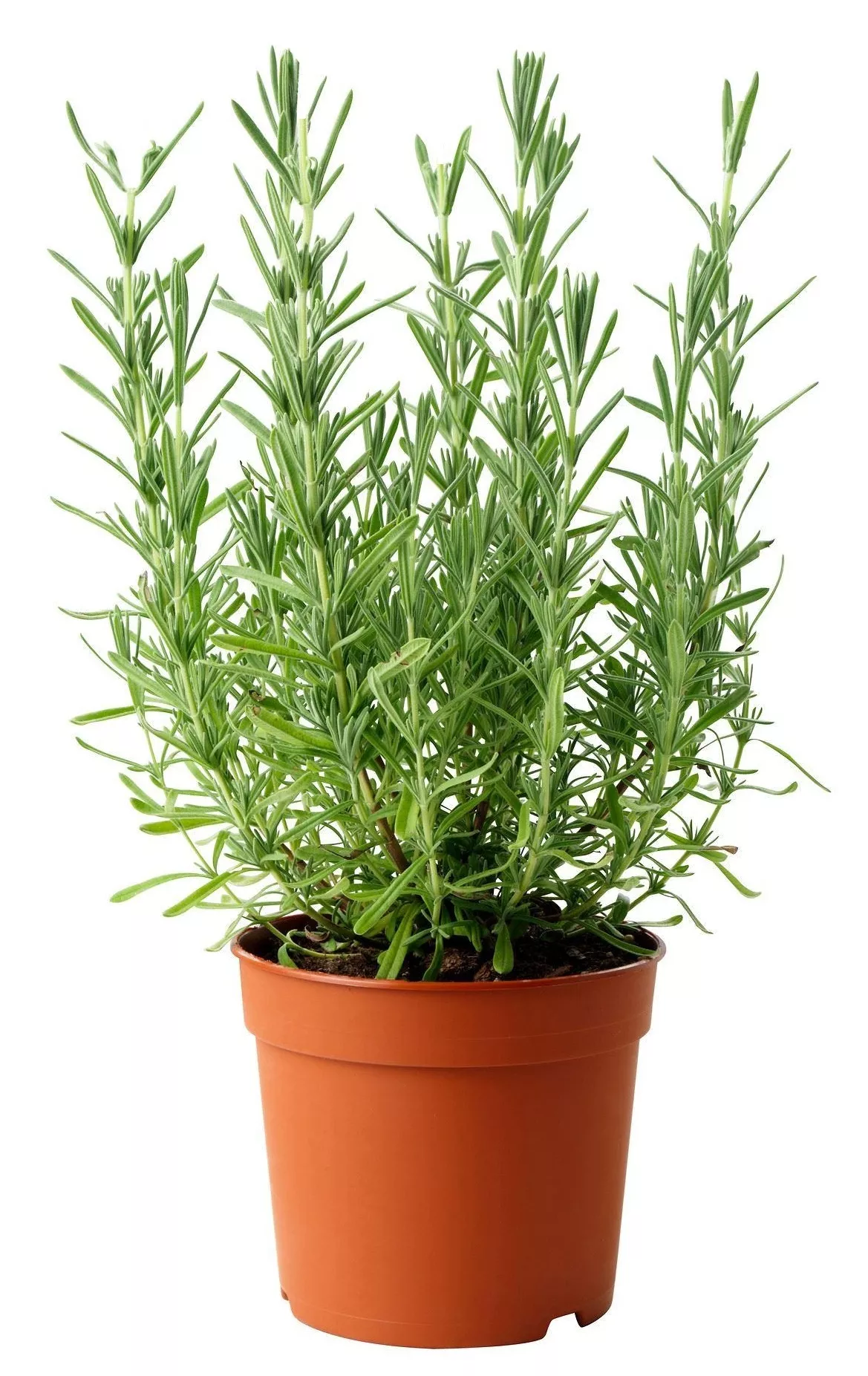 Лаванда узколистная d12 ЦВ 