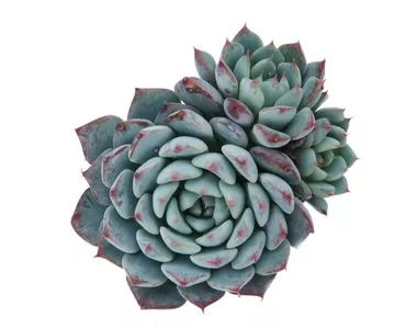 Эхеверия Пелисуда d5 h10 