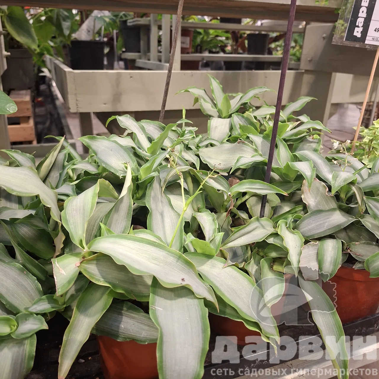 Мурдания d12 Tim 