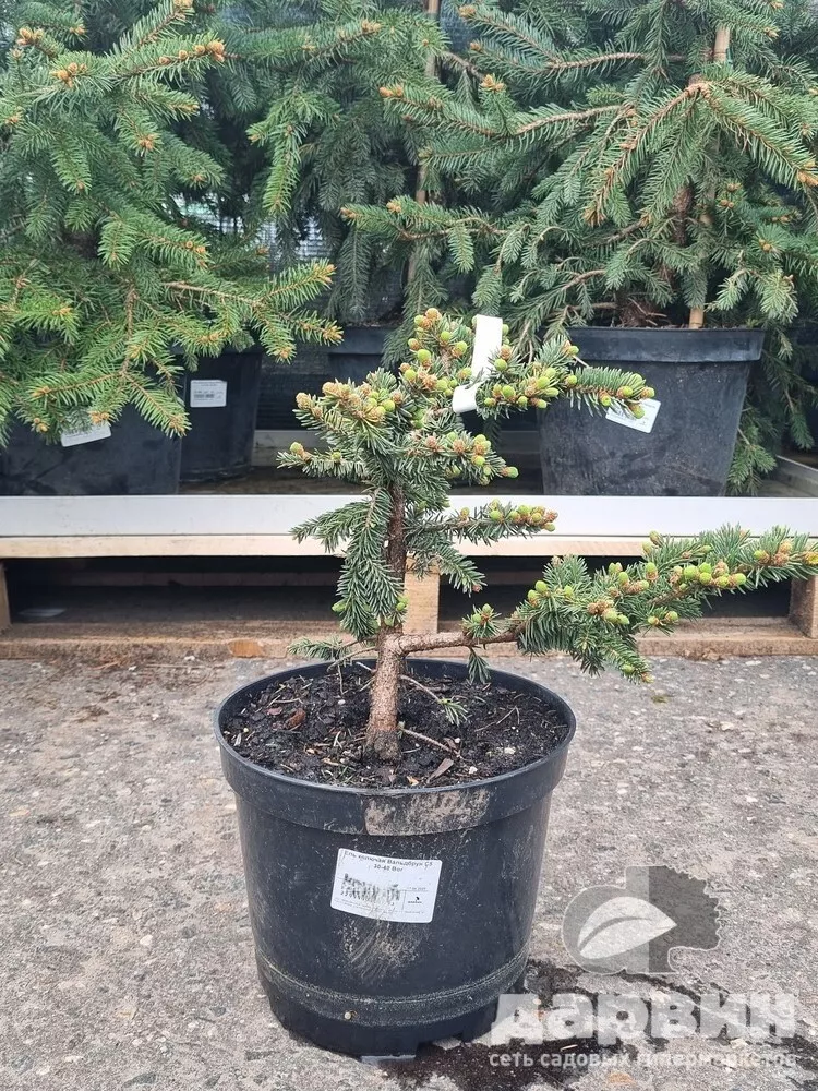 Ель колючая Вальдбрун C5 30-40 Bor 