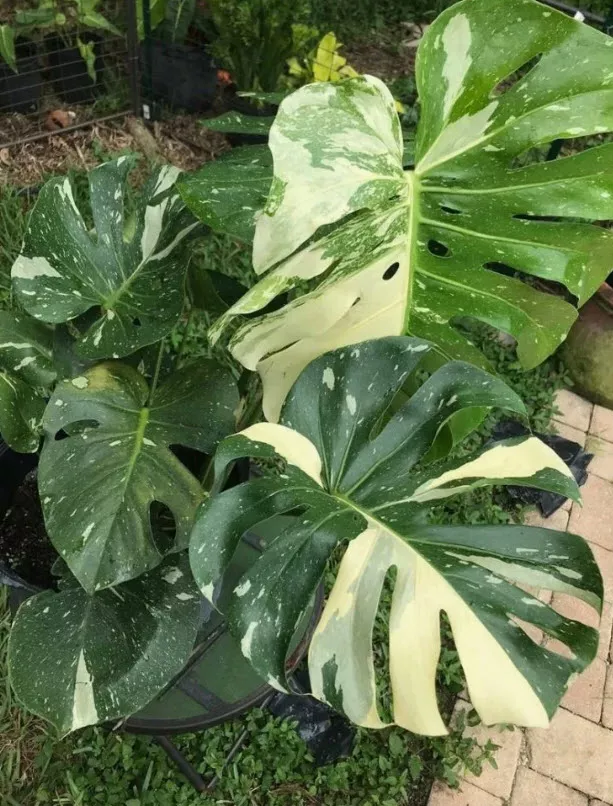 Монстера Тайское Созвездие d19 h65 