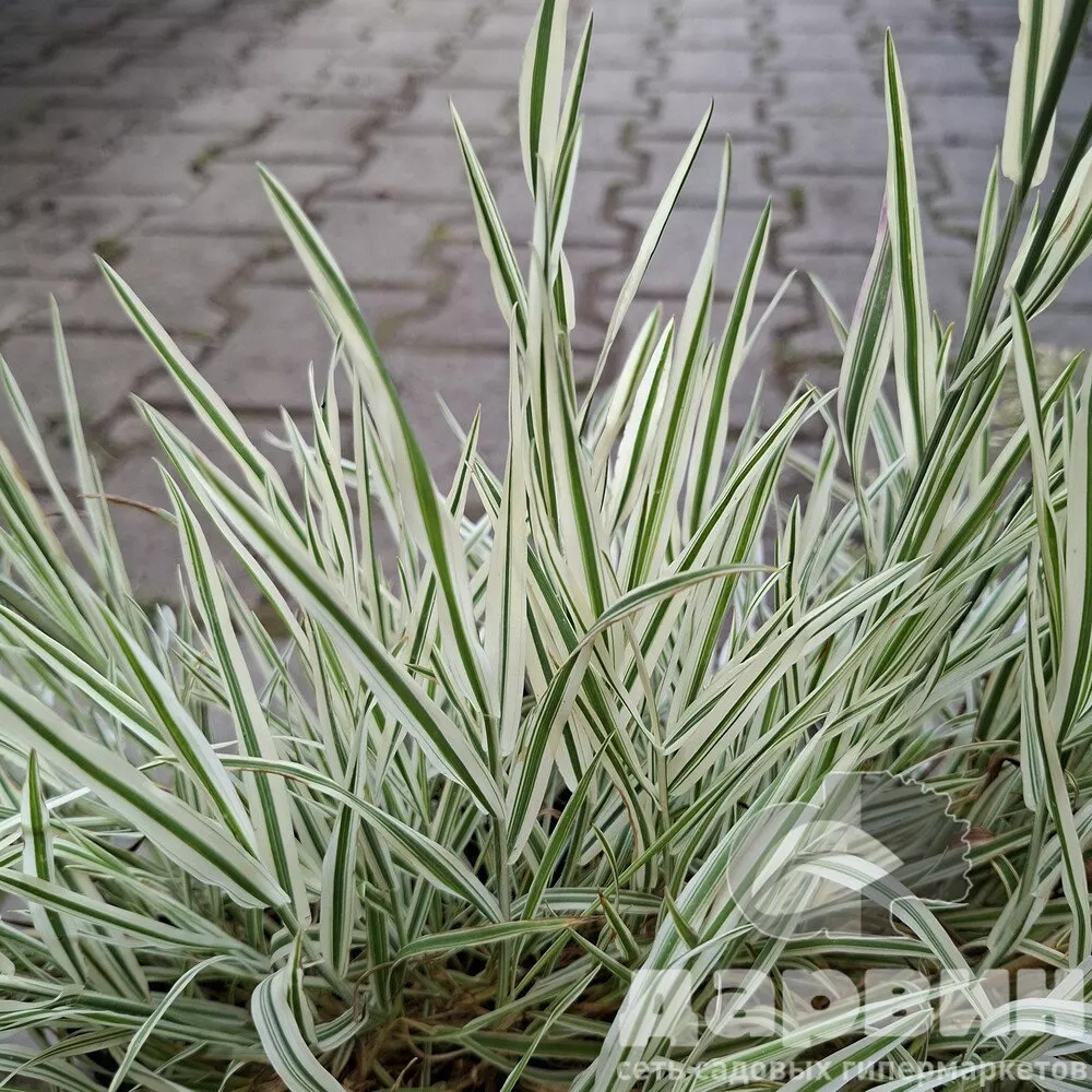 Холкус d17 bix 