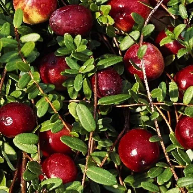 Основное изображение