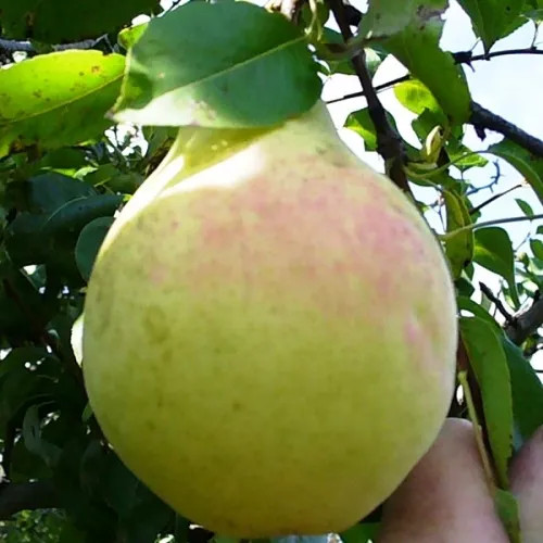 Груша Красавица Черненко v 5-10 