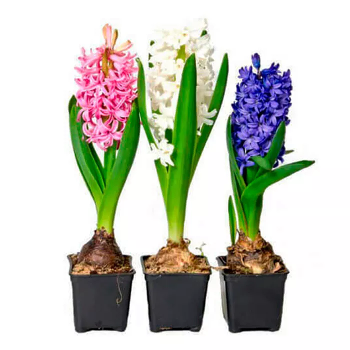 Гиацинт в асс p7 1 лук 