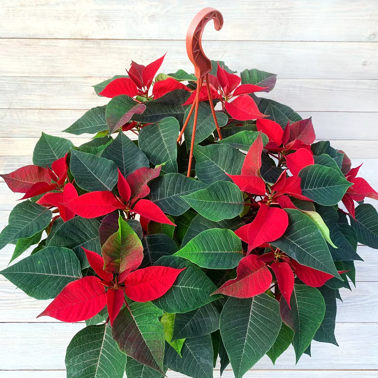 Пуансеттия d23 по цене 