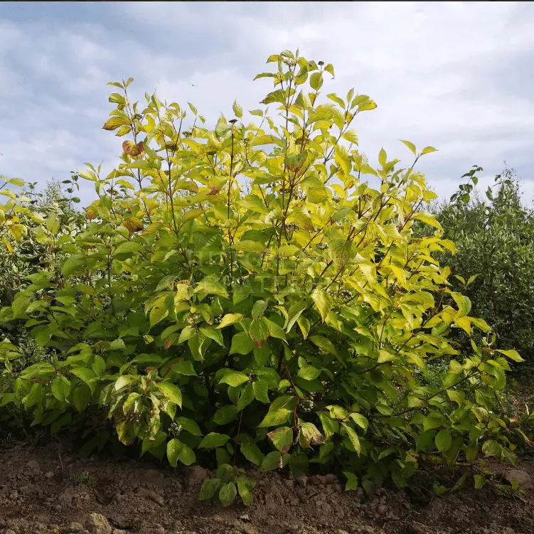 Дерен белый Аурея с2/40-60 UL 