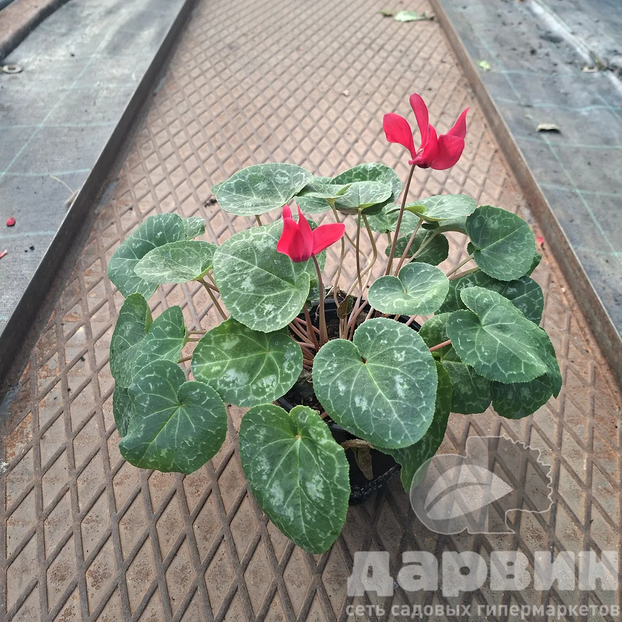 Цикламен персидский Габи d12 Tim 