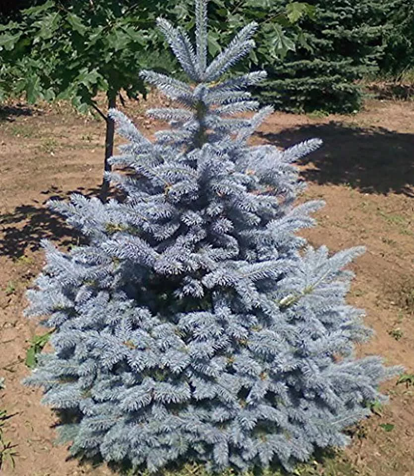 Ель колючая Фат Альберт v10 40-60 