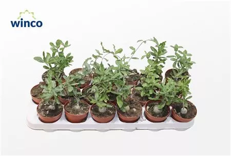 Фокея Эдула d8 h15 