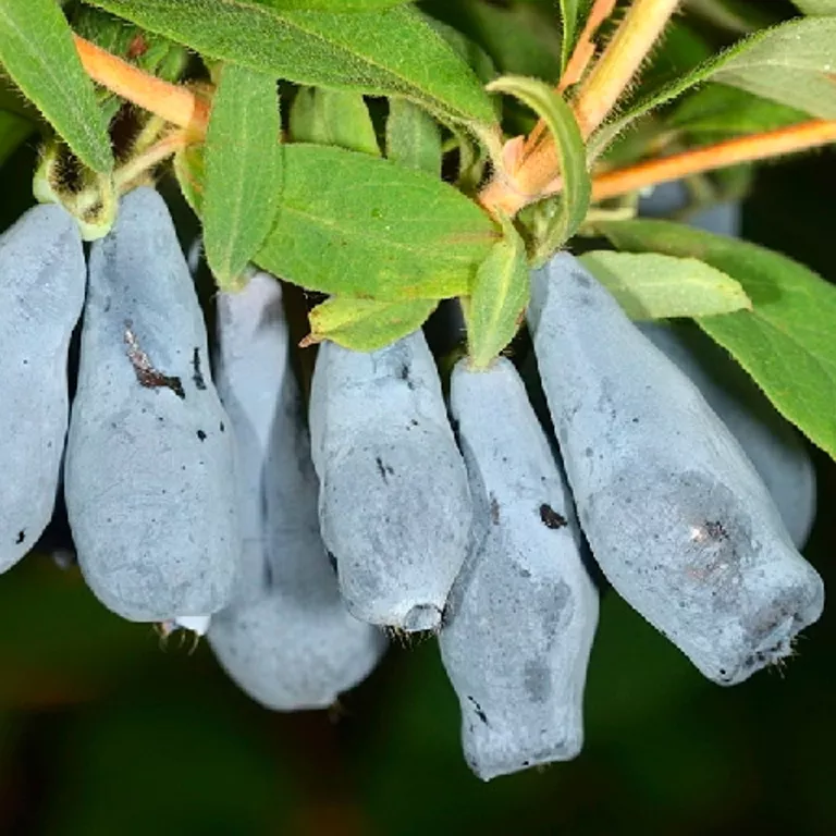 Жимолость Морена Р9 Tim 