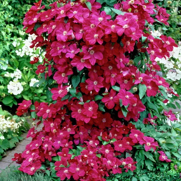 Клематис Эрнест Маркхам v2 CL 