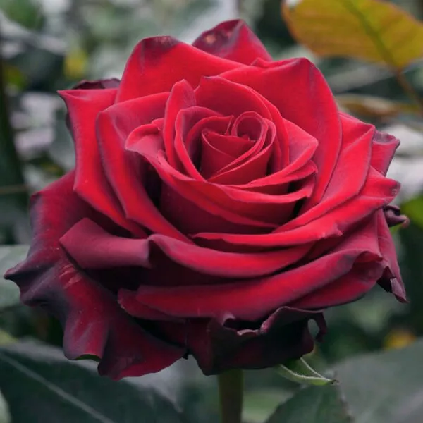 Роза чайно-гибридная Роял Эксплорер v5 Lav 