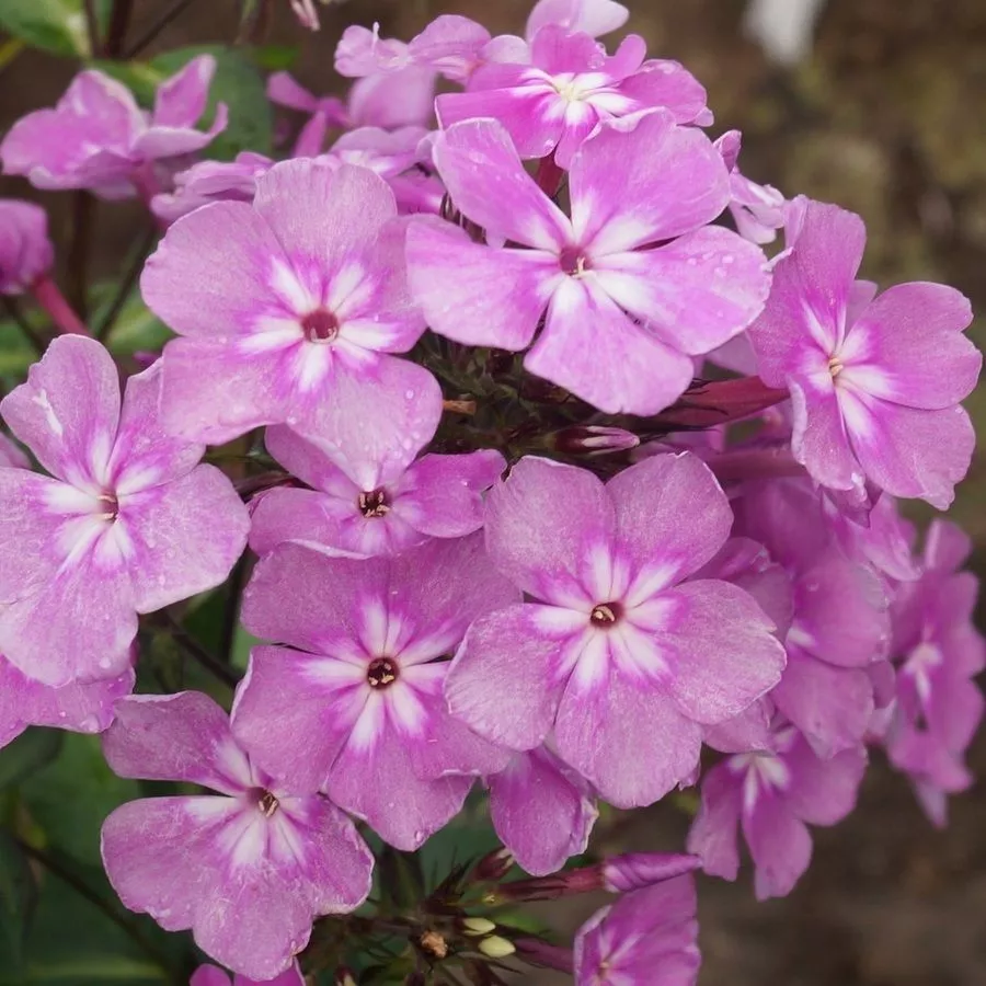 Флокс метельчатый "Селена" d19 ЕТК 